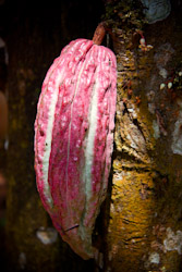 Cocoa pod