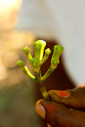 Fresh cloves