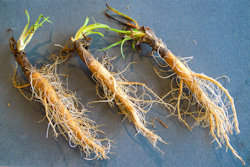 Oat roots