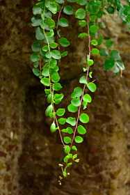 Capers plant growing on Rome's ruins